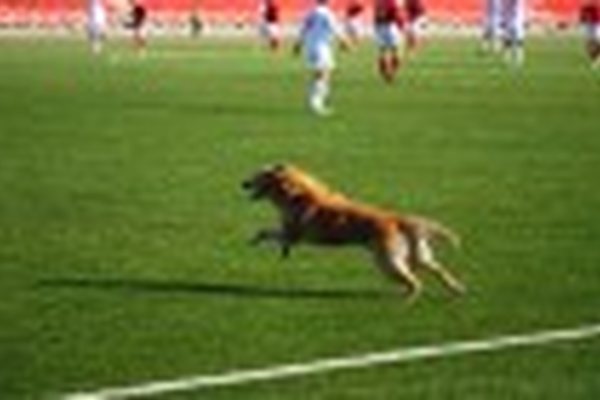 Текстильщик - Петротрест 1:1 Текстильщик - Петротрест 1:1